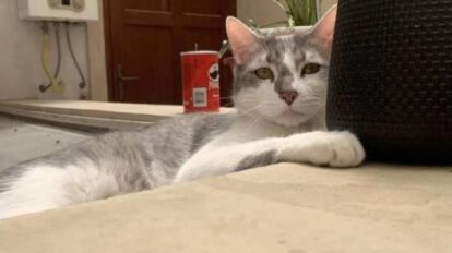 Demanda contra BoA por gato perdido Tito