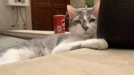 Demanda contra BoA por gato perdido Tito