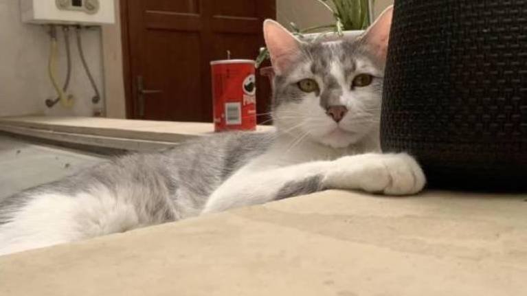 Demanda contra BoA por gato perdido Tito