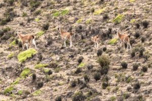 Guanacos en peligro de extinción observados entre Cotagaita y Tupiza