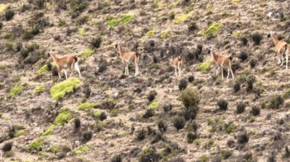 Guanacos en peligro de extinción observados entre Cotagaita y Tupiza