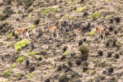 Guanacos en peligro de extinción observados entre Cotagaita y Tupiza