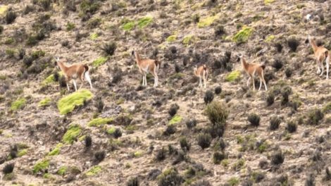 Guanacos en peligro de extinción observados entre Cotagaita y Tupiza