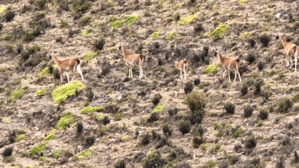 Guanacos en peligro de extinción observados entre Cotagaita y Tupiza