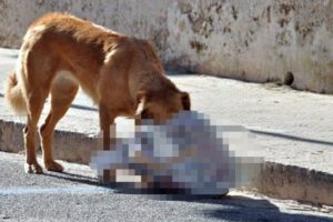 Cadáver de una bebé recién nacida encontrado en Achacachi