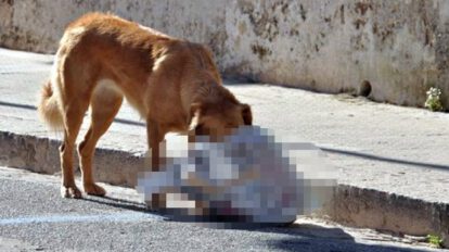 Cadáver de una bebé recién nacida encontrado en Achacachi
