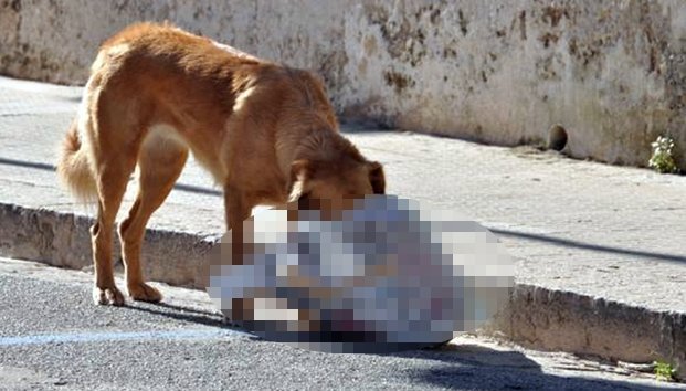 Cadáver de una bebé recién nacida encontrado en Achacachi