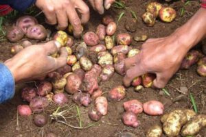 Producción en Collpaña afectada por falta de lluvias