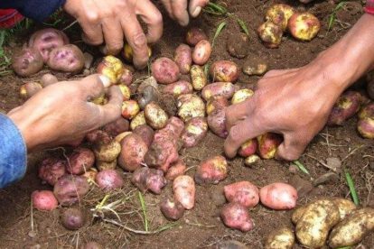 Producción en Collpaña afectada por falta de lluvias