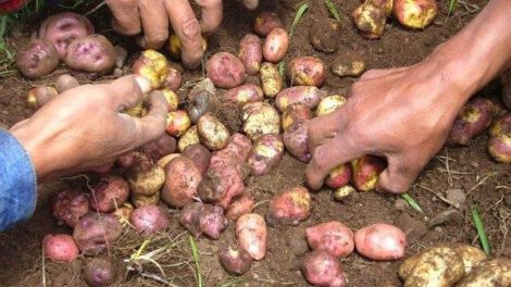 Producción en Collpaña afectada por falta de lluvias