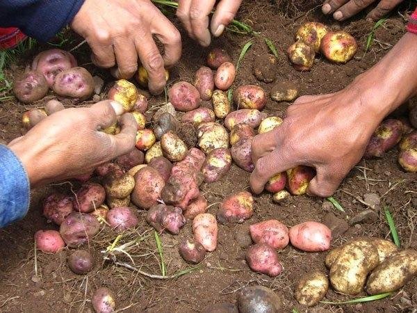 Producción en Collpaña afectada por falta de lluvias