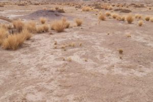 Sequía en Oruro afecta a 28 municipios declarados en desastre