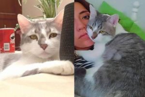 Compensación por el caso del gato Tito