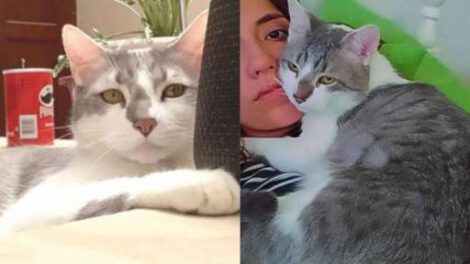 Compensación por el caso del gato Tito