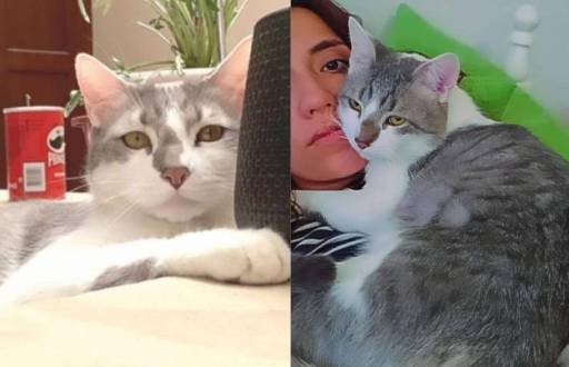 Compensación por el caso del gato Tito