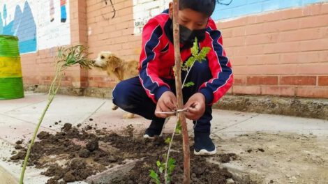 forestación en unidades educativas en La Kantuta 2