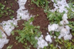 Granizada en Caracollo afectó a los cultivos