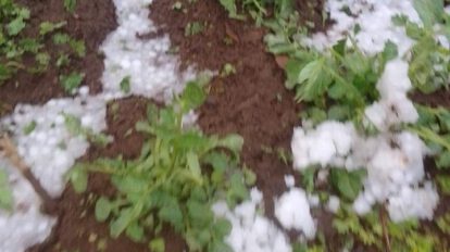 Granizada en Caracollo afectó a los cultivos