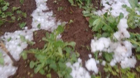Granizada en Caracollo afectó a los cultivos