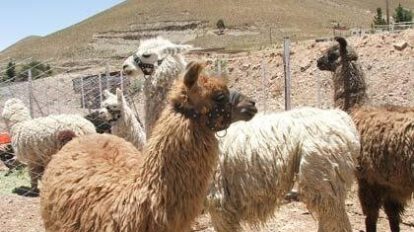 Falta de agua en Toledo afecta al ganado camélido
