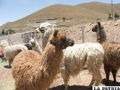 Falta de agua en Toledo afecta al ganado camélido