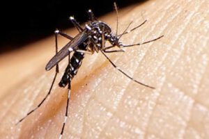 Dengue en Santa Cruz