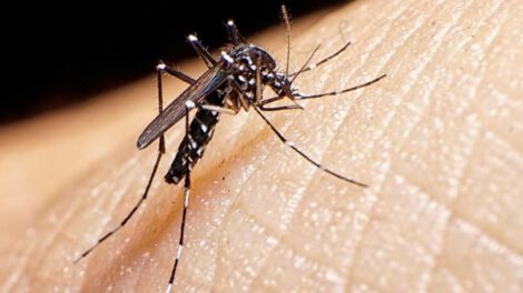 Dengue en Santa Cruz