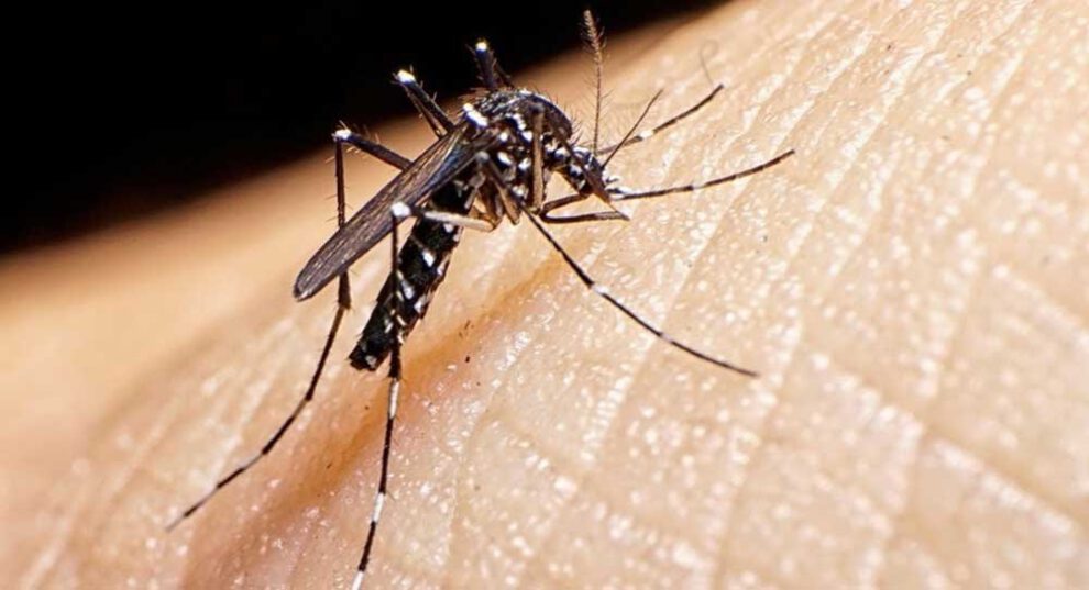 Dengue en Santa Cruz