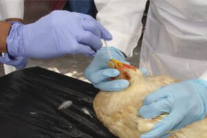 Gripe aviar se detectó en el departamento de Cochabamba