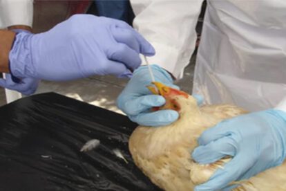 Gripe aviar se detectó en el departamento de Cochabamba