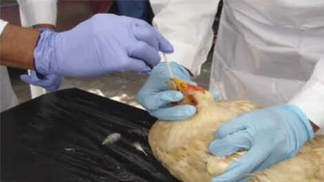 Gripe aviar se detectó en el departamento de Cochabamba