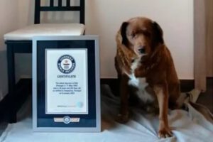 Perro más longevo del mundo, Bobi vive muy tranquilo en el campo