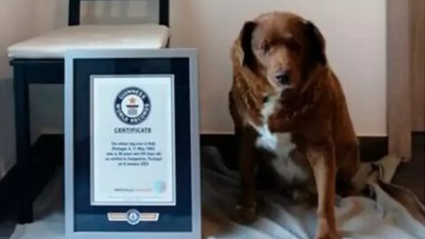 Perro más longevo del mundo, Bobi vive muy tranquilo en el campo