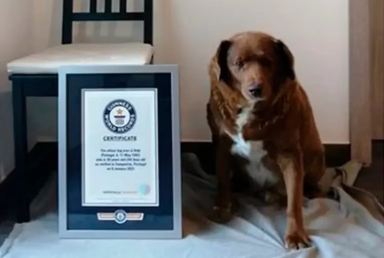Perro más longevo del mundo, Bobi vive muy tranquilo en el campo