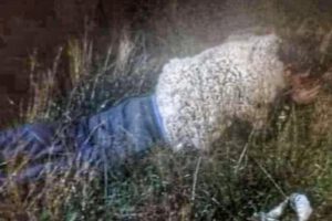 Reo intenta escapar de Chonchocoro vestido de oveja