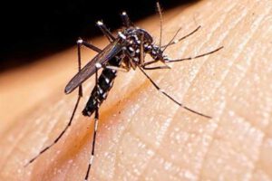 casos de dengue en Bolivia