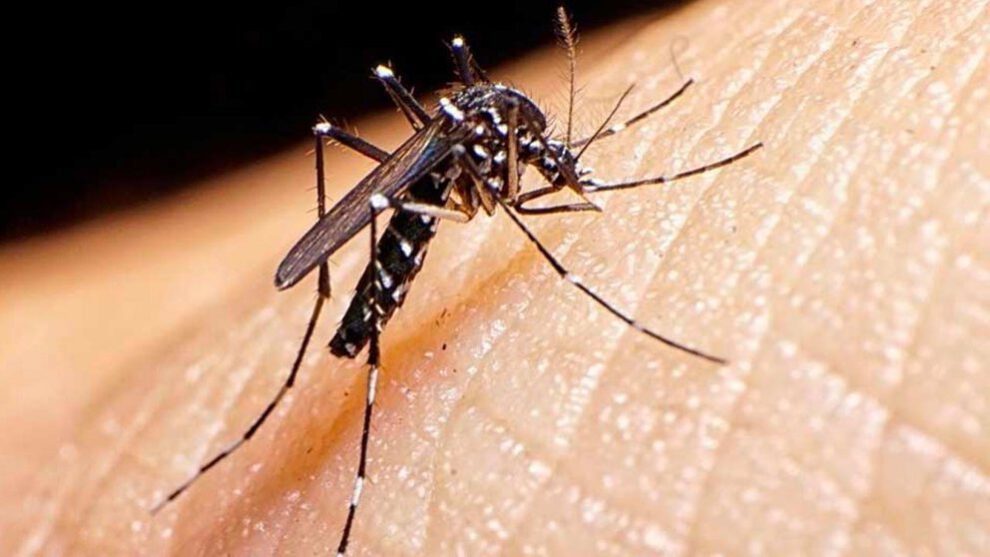 casos de dengue en Bolivia