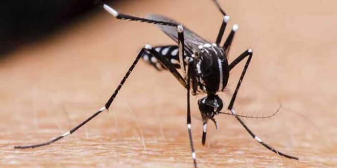 Dengue en Bolivia