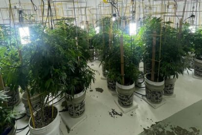 Detenidos por marihuana en EE.UU.