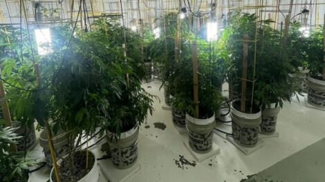 Detenidos por marihuana en EE.UU.