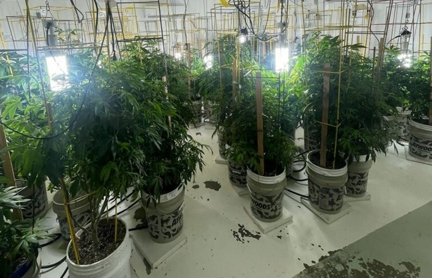 Detenidos por marihuana en EE.UU.