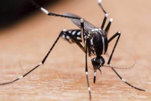 Casos de dengue en Oruro