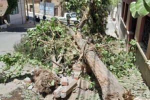 Maltrato a árboles de larga data en Oruro