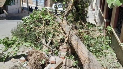 Maltrato a árboles de larga data en Oruro