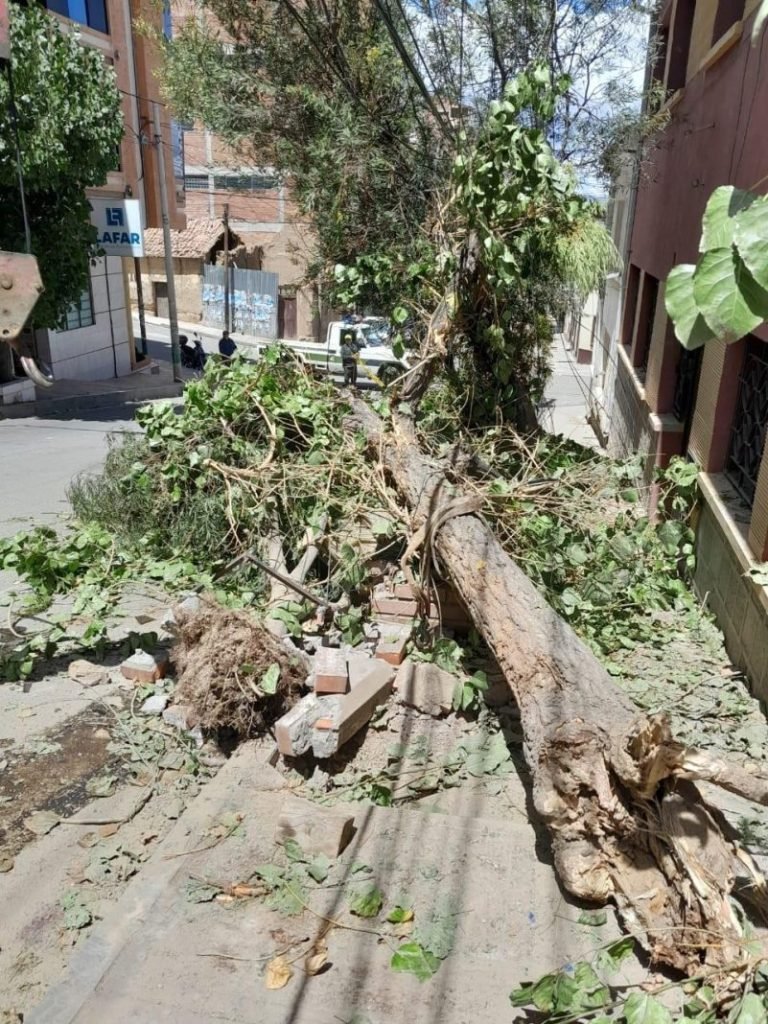Maltrato a árboles de larga data en Oruro