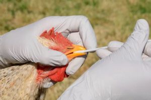 Gripe aviar en Potosí