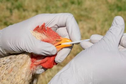 Gripe aviar en Potosí