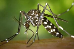 Chikungunya en Paraguay: más de 11 mil casos y 33 muertes