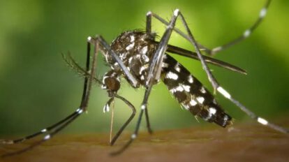 Chikungunya en Paraguay: más de 11 mil casos y 33 muertes