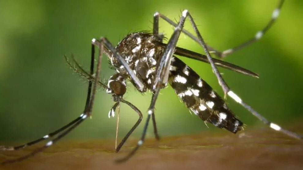 Chikungunya en Paraguay: más de 11 mil casos y 33 muertes